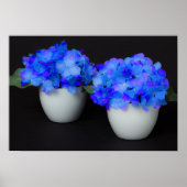 Blauwe hydrangebloemen in witte potten poster (Voorkant)