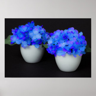 Blauwe hydrangebloemen in witte potten poster
