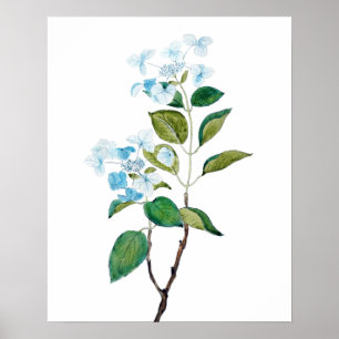  blauwe hydrangebloemen poster