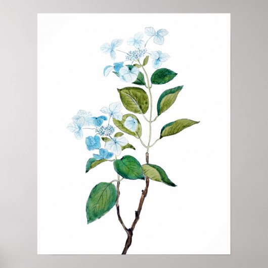  blauwe hydrangebloemen poster (Voorkant)