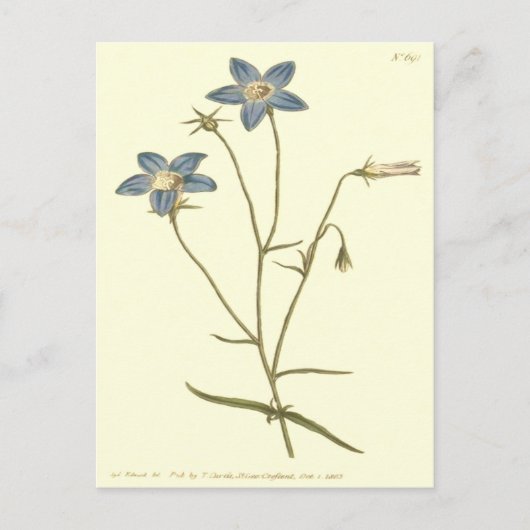 Blauwe illustratie voor lender Bellflower Briefkaart (Voorkant)