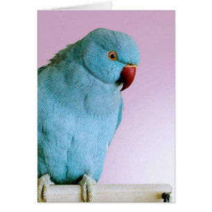 Blauwe Indische ringpoot met rode neus