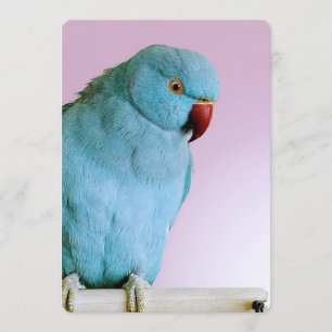 Blauwe Indische ringpoot met rode neus Kaart