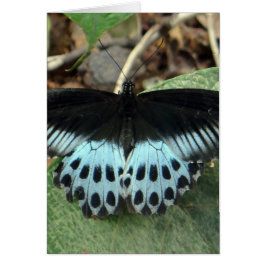 Blauwe Iridescent Mormon Butterfly