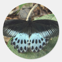 Blauwe Iridescent Mormon Butterfly Ronde Sticker