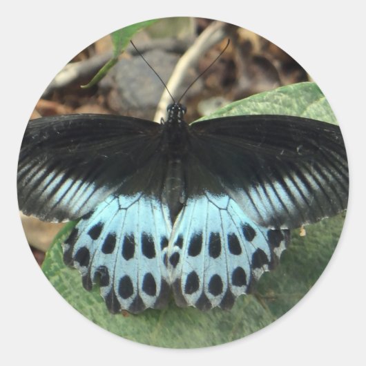Blauwe Iridescent Mormon Butterfly Ronde Sticker (Voorkant)
