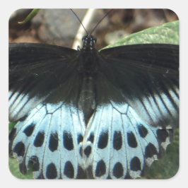 Blauwe Iridescent Mormon Butterfly Vierkante Sticker