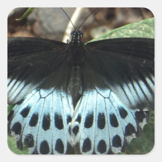 Blauwe Iridescent Mormon Butterfly Vierkante Sticker (Voorkant)