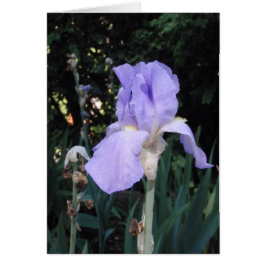 Blauwe Iris