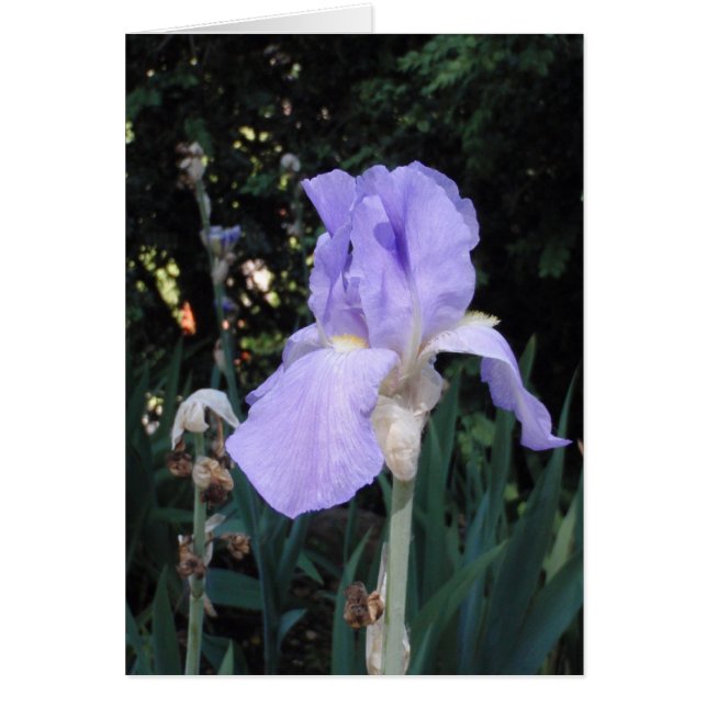 Blauwe Iris (Voorkant)