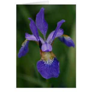 Blauwe iris