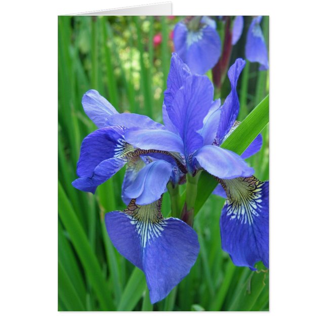 blauwe iris (Voorkant)