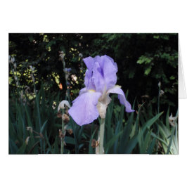 Blauwe Iris