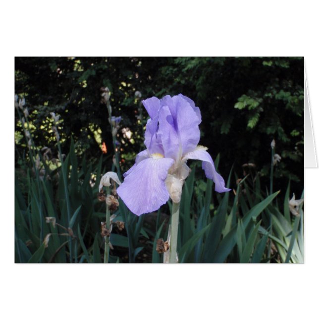 Blauwe Iris (Voorkant Horizontaal)