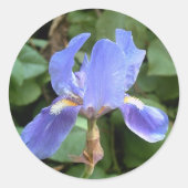 Blauwe iris 3 ronde sticker (Voorkant)