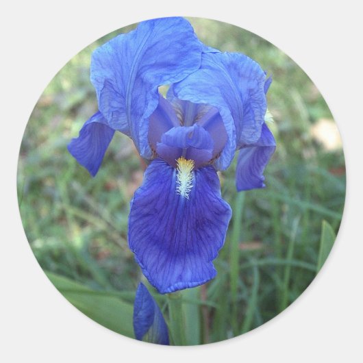 Blauwe iris 5 ronde sticker (Voorkant)