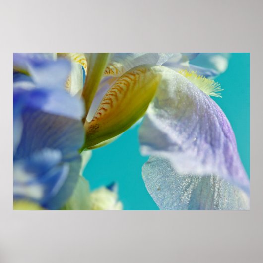 Blauwe iris, blauwe hemelcanvasafdruk poster (Voorkant)