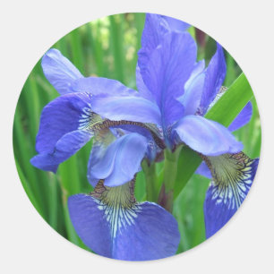 blauwe iris bloem. Bloemrijke natuur tuinfotografi Ronde Sticker