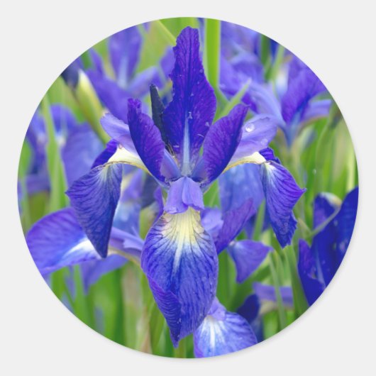 Blauwe iris bloem Stickers (Voorkant)