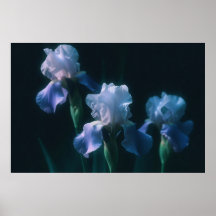 Blauwe Iris Bloemige Muurkunst Poster