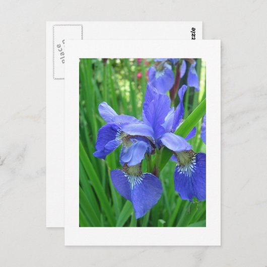 blauwe iris briefkaart (Voorkant / Achterkant)