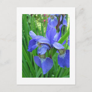 blauwe iris briefkaart