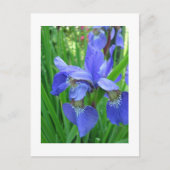 blauwe iris briefkaart (Voorkant)