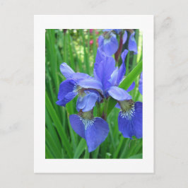 blauwe iris briefkaart