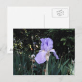 Blauwe Iris Briefkaart (Voorkant / Achterkant)