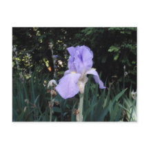Blauwe Iris