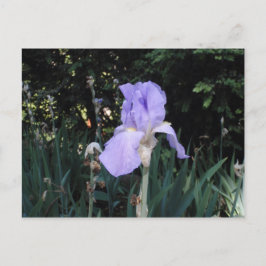 Blauwe Iris Briefkaart