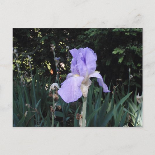 Blauwe Iris Briefkaart (Voorkant)