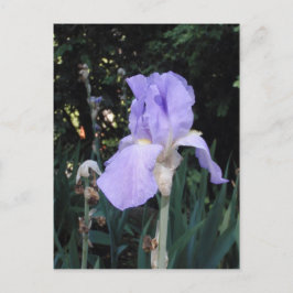Blauwe Iris Briefkaart