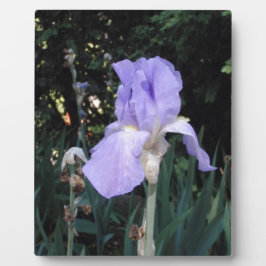 Blauwe Iris Fotoplaat