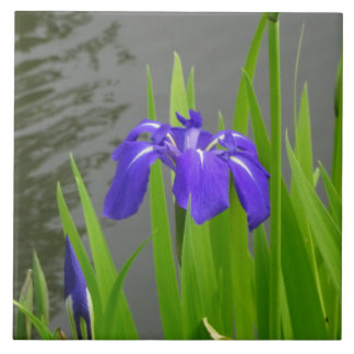 Blauwe Iris Keramische Tegels Tegeltje