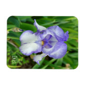 Blauwe Iris Magneet (Horizontaal)