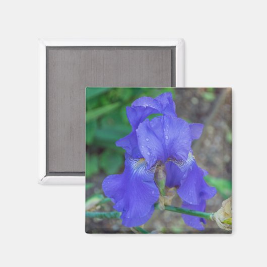 Blauwe iris omhoog dichtbij koelkastmagneet magneet (Voorkant / Achterkant)