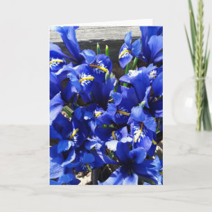 Blauwe iris Reticulata (vernette iris) Kaart