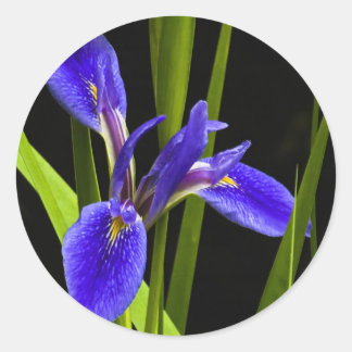 Blauwe iris Sticker