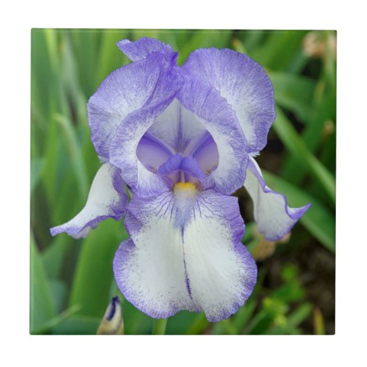 Blauwe iris tegeltje (Voorkant)