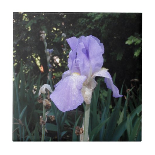 Blauwe Iris Tegeltje (Voorkant)