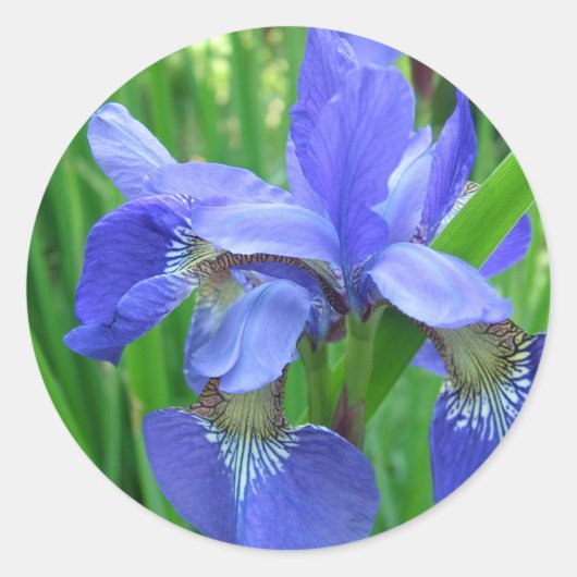 blauwe irisbloem . Fotografie van naturen van Flor Ronde Sticker (Voorkant)