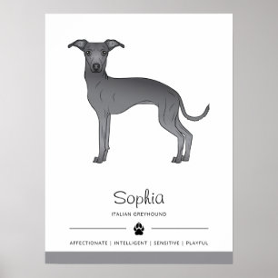 Blauwe Italiaanse Greyhound Schattige Hond Met Aan Poster