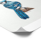 Blauwe Jay Art Print (Hoek)