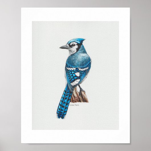 Blauwe Jay Art Print (Voorkant)