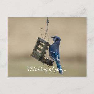Blauwe Jay denken aan je Briefkaart