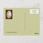 blauwe jay-eieren met briefkaart van blauwe bessen (Achterkant)