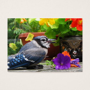 Blauwe Jay en Bloemen ATC Visitekaartje