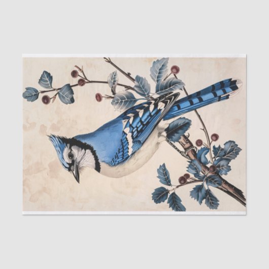 Blauwe Jay Illustratie Decoupage Tissuepapier (Voorkant)