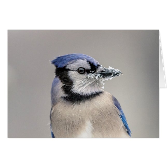 Blauwe jay met sneeuw op z'n bek (Voorkant Horizontaal)